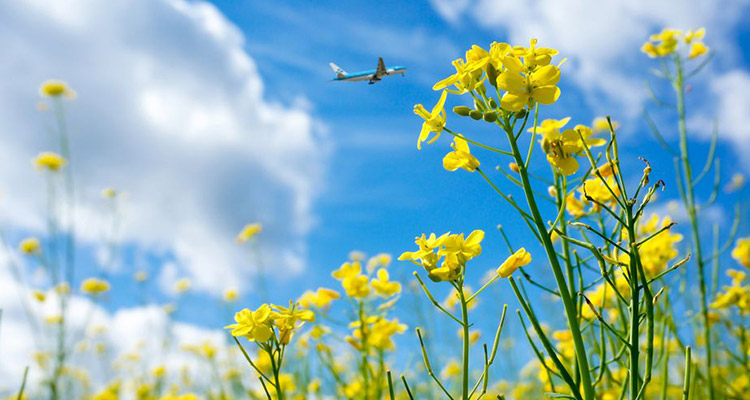 Cómo viajar en avión de manera más sostenible - Vuelo