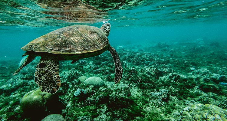 Día Mundial de los Océanos: protégelos viajando de forma sostenible - Tortuga