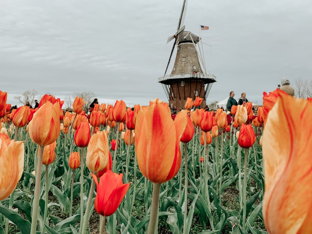 tulipanes y molino en holanda, destino de intercambio