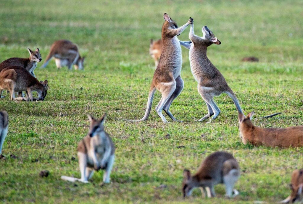 kangaroos playing. exchange in Australia