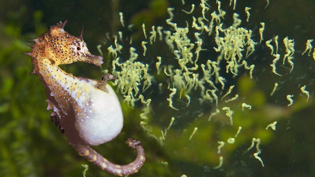 Datos curiosos sobre los caballitos de mar.